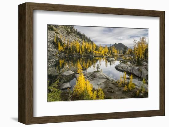 Washington, Subalpine Larch Surround Horseshoe Lake, Alpine Lakes Wilderness-Gary Luhm-Framed Photographic Print