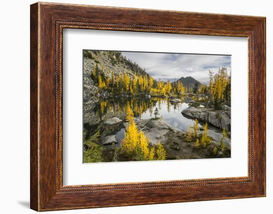 Washington, Subalpine Larch Surround Horseshoe Lake, Alpine Lakes Wilderness-Gary Luhm-Framed Photographic Print