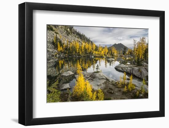 Washington, Subalpine Larch Surround Horseshoe Lake, Alpine Lakes Wilderness-Gary Luhm-Framed Photographic Print