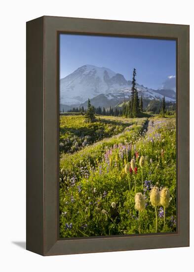 Washington, Subalpine Pasque Flower, Paintbrush and Lupine Wildflowers and Mt. Rainier-Gary Luhm-Framed Premier Image Canvas