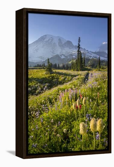 Washington, Subalpine Pasque Flower, Paintbrush and Lupine Wildflowers and Mt. Rainier-Gary Luhm-Framed Premier Image Canvas