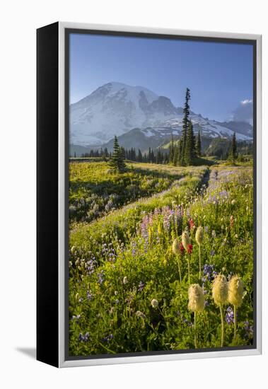 Washington, Subalpine Pasque Flower, Paintbrush and Lupine Wildflowers and Mt. Rainier-Gary Luhm-Framed Premier Image Canvas