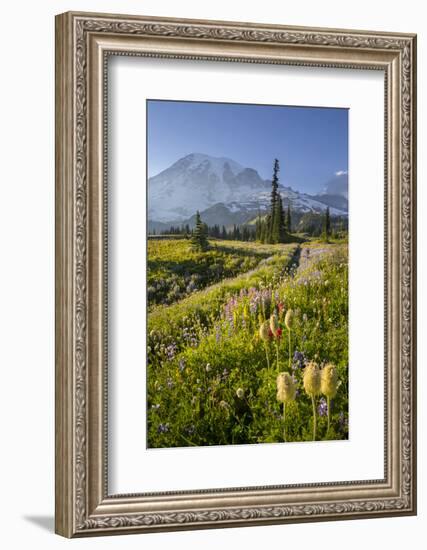 Washington, Subalpine Pasque Flower, Paintbrush and Lupine Wildflowers and Mt. Rainier-Gary Luhm-Framed Photographic Print