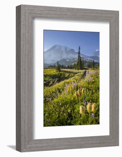 Washington, Subalpine Pasque Flower, Paintbrush and Lupine Wildflowers and Mt. Rainier-Gary Luhm-Framed Photographic Print