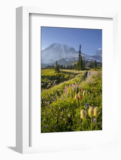 Washington, Subalpine Pasque Flower, Paintbrush and Lupine Wildflowers and Mt. Rainier-Gary Luhm-Framed Photographic Print