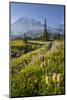 Washington, Subalpine Pasque Flower, Paintbrush and Lupine Wildflowers and Mt. Rainier-Gary Luhm-Mounted Photographic Print