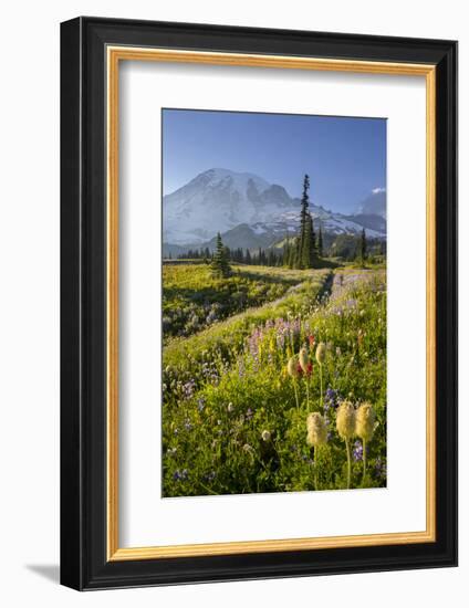 Washington, Subalpine Pasque Flower, Paintbrush and Lupine Wildflowers and Mt. Rainier-Gary Luhm-Framed Photographic Print