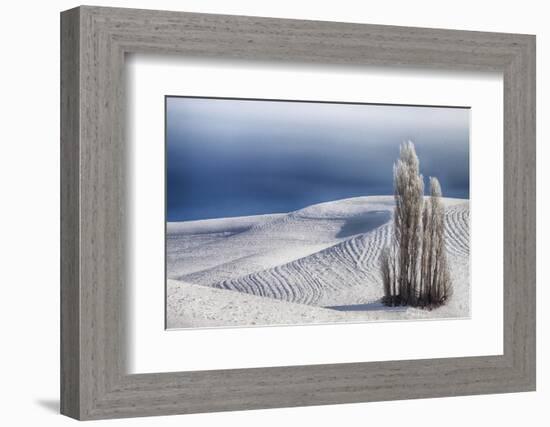 Washington, Trees in Wheat Field with Patterns and Snow-Terry Eggers-Framed Photographic Print