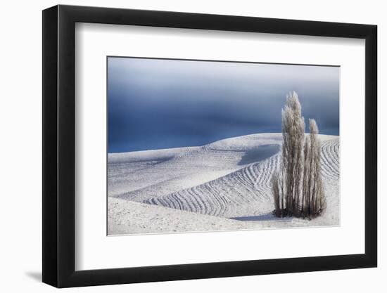 Washington, Trees in Wheat Field with Patterns and Snow-Terry Eggers-Framed Photographic Print