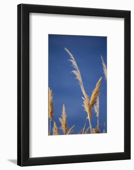 Washington, Walla Walla Co. Mcnary NWR, Ravenna Grass, Pampas Grass-Brent Bergherm-Framed Photographic Print