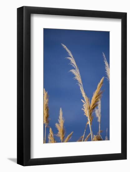 Washington, Walla Walla Co. Mcnary NWR, Ravenna Grass, Pampas Grass-Brent Bergherm-Framed Photographic Print