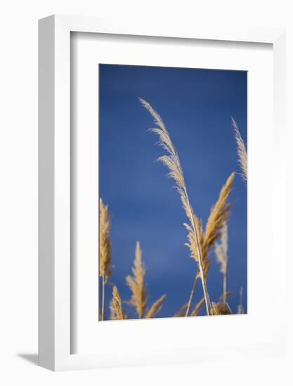 Washington, Walla Walla Co. Mcnary NWR, Ravenna Grass, Pampas Grass-Brent Bergherm-Framed Photographic Print