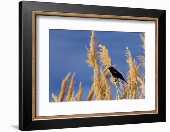 Washington, Walla Walla. Mcnary NWR, Ravenna Grass-Brent Bergherm-Framed Photographic Print