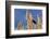 Washington, Walla Walla. Mcnary NWR, Ravenna Grass-Brent Bergherm-Framed Photographic Print