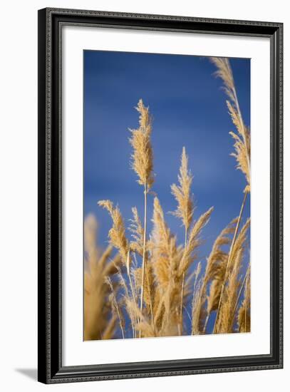 Washington, Walla Walla. Mcnary NWR, Ravenna Grass-Brent Bergherm-Framed Photographic Print