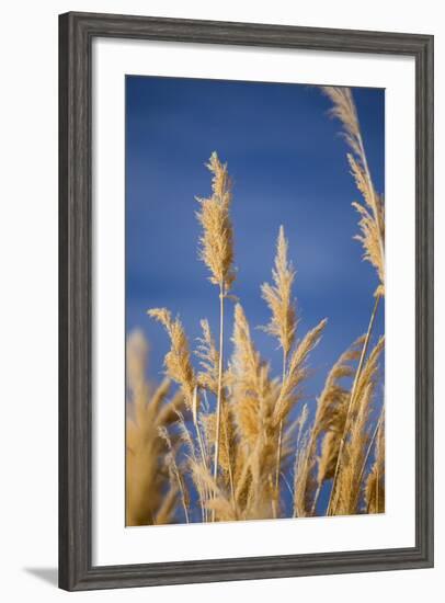 Washington, Walla Walla. Mcnary NWR, Ravenna Grass-Brent Bergherm-Framed Photographic Print