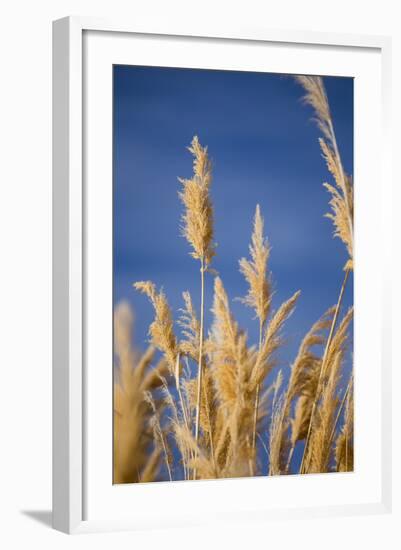 Washington, Walla Walla. Mcnary NWR, Ravenna Grass-Brent Bergherm-Framed Photographic Print