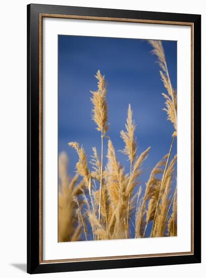 Washington, Walla Walla. Mcnary NWR, Ravenna Grass-Brent Bergherm-Framed Photographic Print