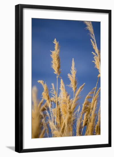 Washington, Walla Walla. Mcnary NWR, Ravenna Grass-Brent Bergherm-Framed Photographic Print