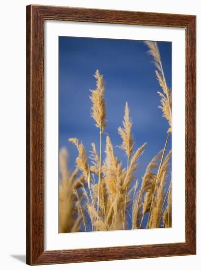 Washington, Walla Walla. Mcnary NWR, Ravenna Grass-Brent Bergherm-Framed Photographic Print