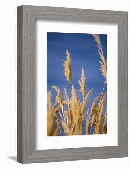 Washington, Walla Walla. Mcnary NWR, Ravenna Grass-Brent Bergherm-Framed Photographic Print