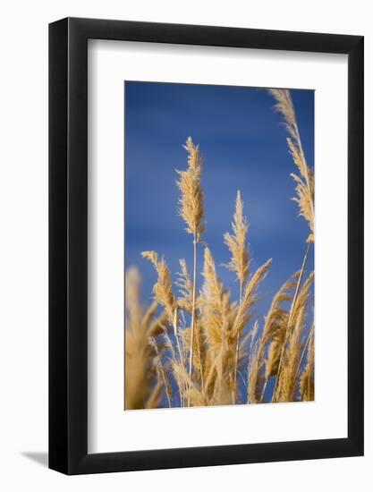 Washington, Walla Walla. Mcnary NWR, Ravenna Grass-Brent Bergherm-Framed Photographic Print