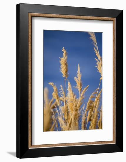 Washington, Walla Walla. Mcnary NWR, Ravenna Grass-Brent Bergherm-Framed Photographic Print