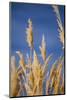 Washington, Walla Walla. Mcnary NWR, Ravenna Grass-Brent Bergherm-Mounted Photographic Print