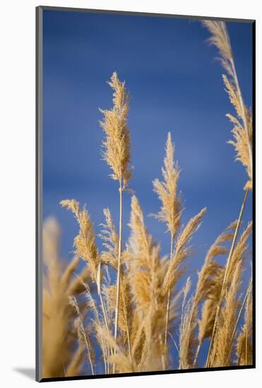 Washington, Walla Walla. Mcnary NWR, Ravenna Grass-Brent Bergherm-Mounted Photographic Print