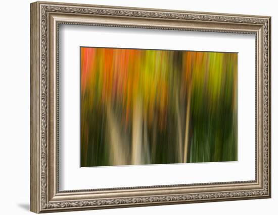 Washington, Walla Walla. Whitman Mission. Smooth Sumac in Fall Colors-Brent Bergherm-Framed Photographic Print