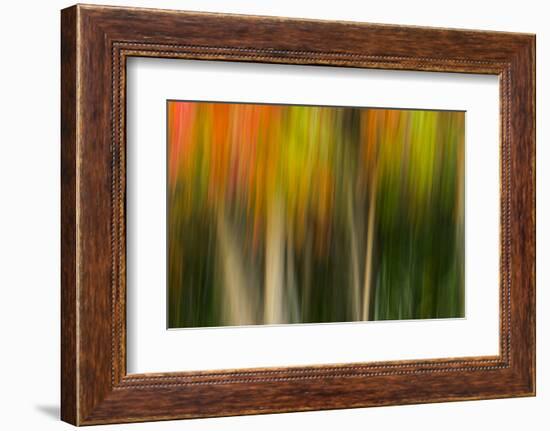 Washington, Walla Walla. Whitman Mission. Smooth Sumac in Fall Colors-Brent Bergherm-Framed Photographic Print