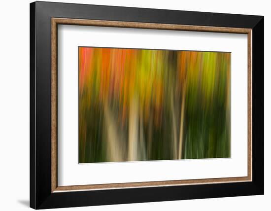 Washington, Walla Walla. Whitman Mission. Smooth Sumac in Fall Colors-Brent Bergherm-Framed Photographic Print