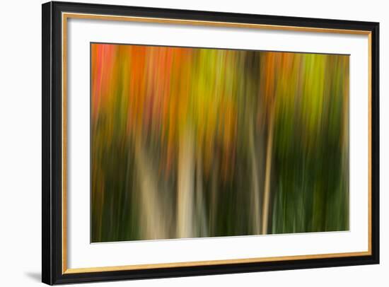 Washington, Walla Walla. Whitman Mission. Smooth Sumac in Fall Colors-Brent Bergherm-Framed Photographic Print