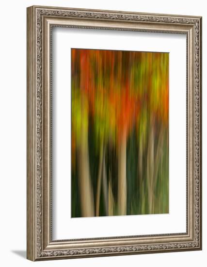 Washington, Walla Walla. Whitman Mission. Smooth Sumac in Fall Colors-Brent Bergherm-Framed Photographic Print