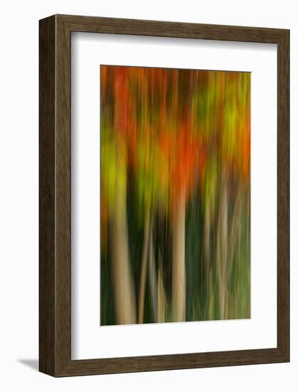 Washington, Walla Walla. Whitman Mission. Smooth Sumac in Fall Colors-Brent Bergherm-Framed Photographic Print