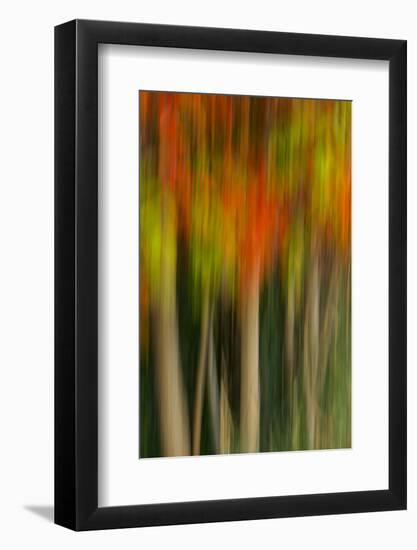 Washington, Walla Walla. Whitman Mission. Smooth Sumac in Fall Colors-Brent Bergherm-Framed Photographic Print