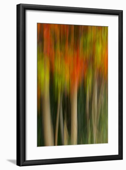 Washington, Walla Walla. Whitman Mission. Smooth Sumac in Fall Colors-Brent Bergherm-Framed Photographic Print