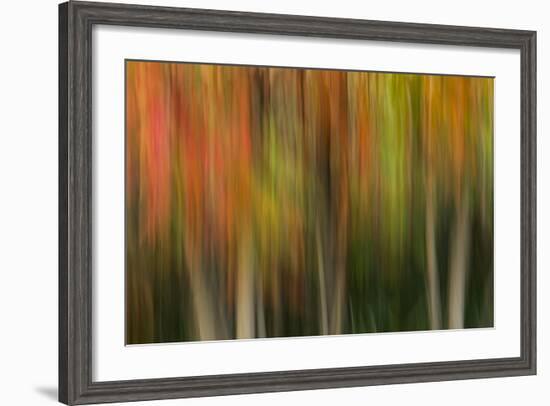 Washington, Walla Walla. Whitman Mission. Smooth Sumac in Fall Colors-Brent Bergherm-Framed Photographic Print