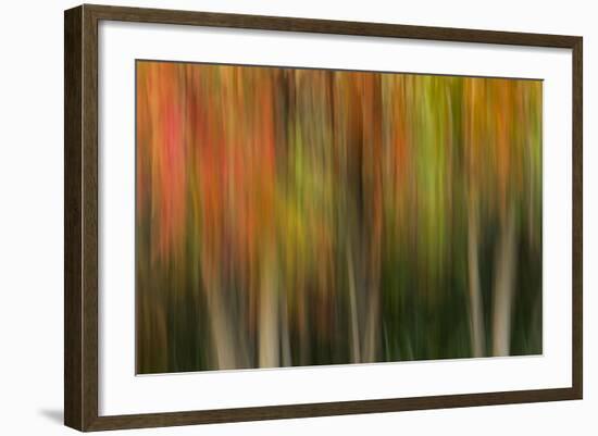 Washington, Walla Walla. Whitman Mission. Smooth Sumac in Fall Colors-Brent Bergherm-Framed Photographic Print