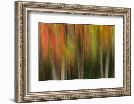 Washington, Walla Walla. Whitman Mission. Smooth Sumac in Fall Colors-Brent Bergherm-Framed Photographic Print