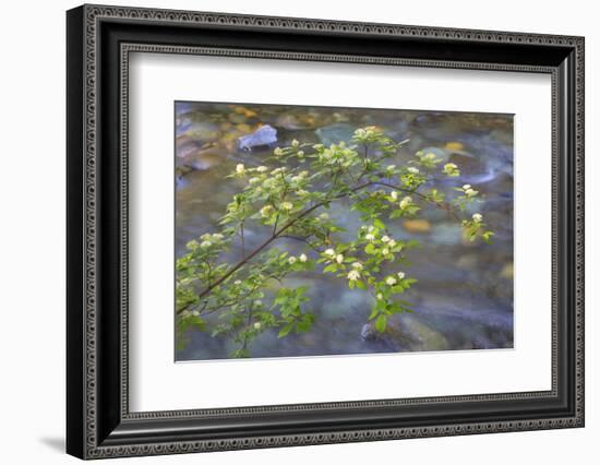 Washington, Wenatchee NF. Red Osier Dogwood over Teanaway River-Don Paulson-Framed Photographic Print