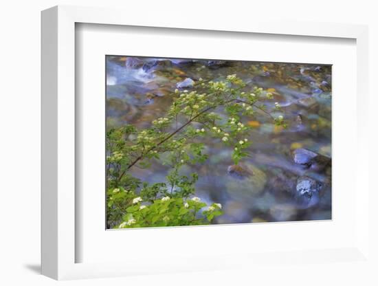 Washington, Wenatchee NF. Red Osier Dogwood over Teanaway River-Don Paulson-Framed Photographic Print