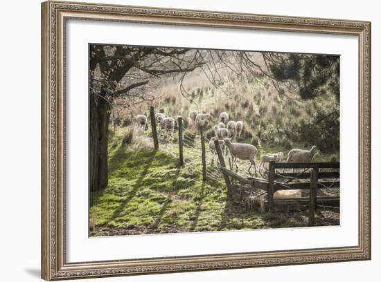 Washington, Whitman County, the Palouse, Lacrosse, Pioneer Stock Farm, Sheep and Spring Lambs-Alison Jones-Framed Photographic Print