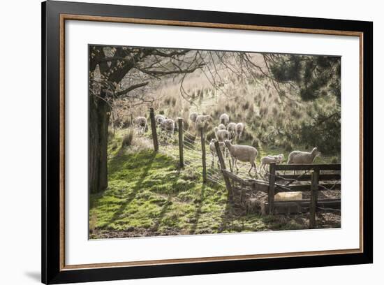 Washington, Whitman County, the Palouse, Lacrosse, Pioneer Stock Farm, Sheep and Spring Lambs-Alison Jones-Framed Photographic Print