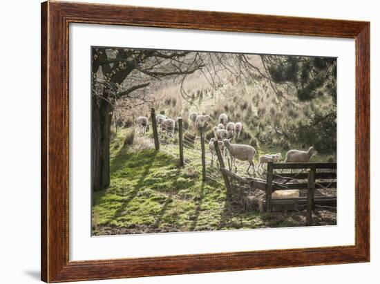 Washington, Whitman County, the Palouse, Lacrosse, Pioneer Stock Farm, Sheep and Spring Lambs-Alison Jones-Framed Photographic Print