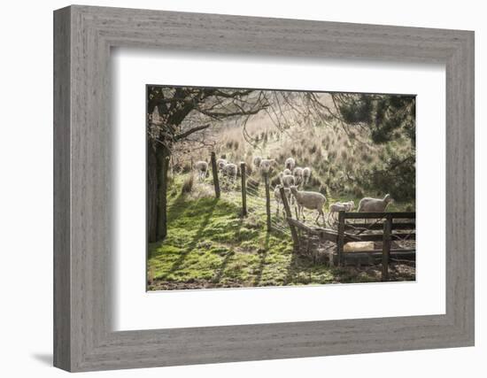 Washington, Whitman County, the Palouse, Lacrosse, Pioneer Stock Farm, Sheep and Spring Lambs-Alison Jones-Framed Photographic Print