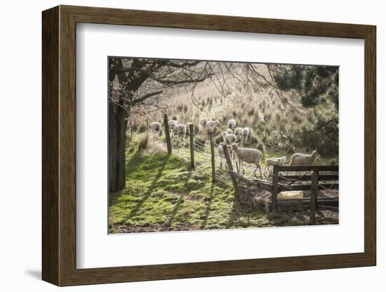 Washington, Whitman County, the Palouse, Lacrosse, Pioneer Stock Farm, Sheep and Spring Lambs-Alison Jones-Framed Photographic Print