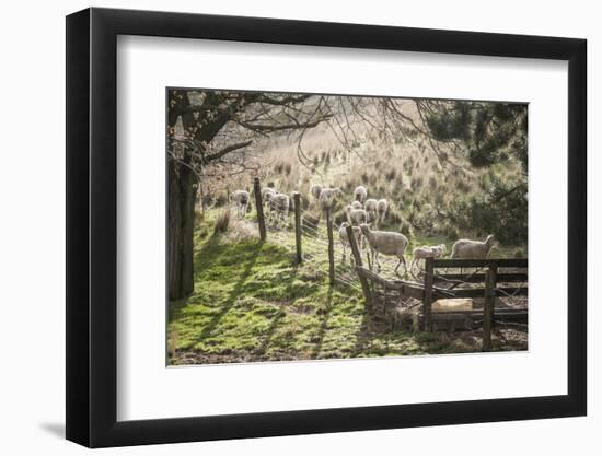 Washington, Whitman County, the Palouse, Lacrosse, Pioneer Stock Farm, Sheep and Spring Lambs-Alison Jones-Framed Photographic Print