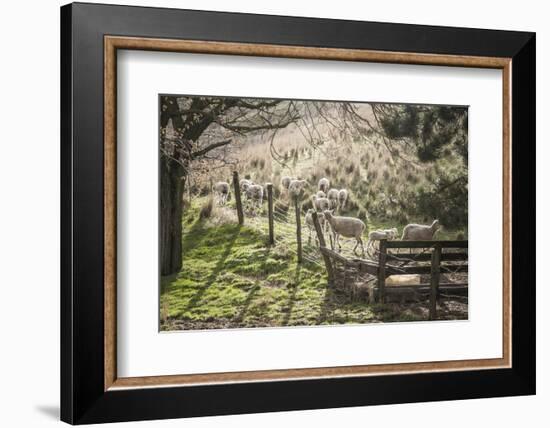 Washington, Whitman County, the Palouse, Lacrosse, Pioneer Stock Farm, Sheep and Spring Lambs-Alison Jones-Framed Photographic Print