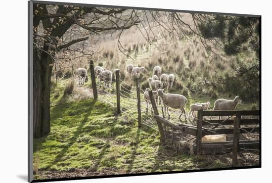 Washington, Whitman County, the Palouse, Lacrosse, Pioneer Stock Farm, Sheep and Spring Lambs-Alison Jones-Mounted Photographic Print